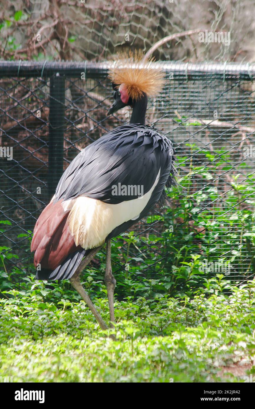 Black Crowned Crane ist ein Vogel in der Kranichfamilie. Gefunden in Savannah Grasland in Afrika, südlich der Sahara Wüste. Stockfoto