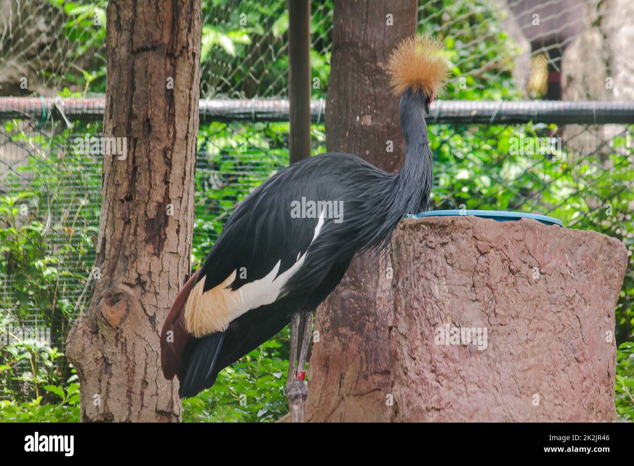 Black Crowned Crane ist ein Vogel in der Kranichfamilie. Gefunden in Savannah Grasland in Afrika, südlich der Sahara Wüste. Stockfoto