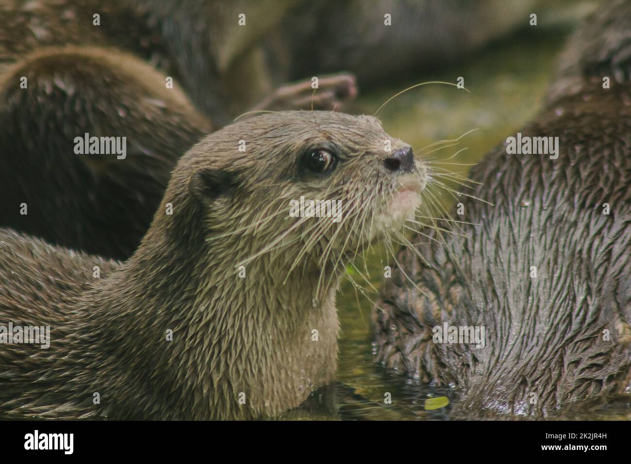 Kleinklaubiger Otter mit dunkelbraunem Haar Weißer Halsbereich das Haar ist recht kurz. Kleine Säugetiere im Wasser Stockfoto
