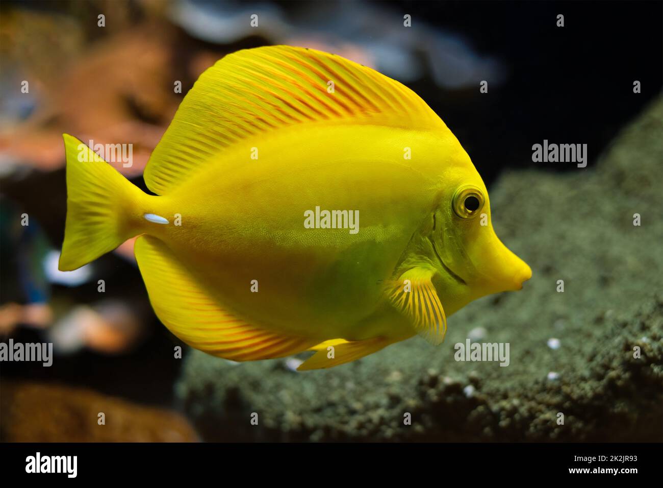 Yellow tang Zebrasoma flavescens Fische unter Wasser im Meer Stockfoto