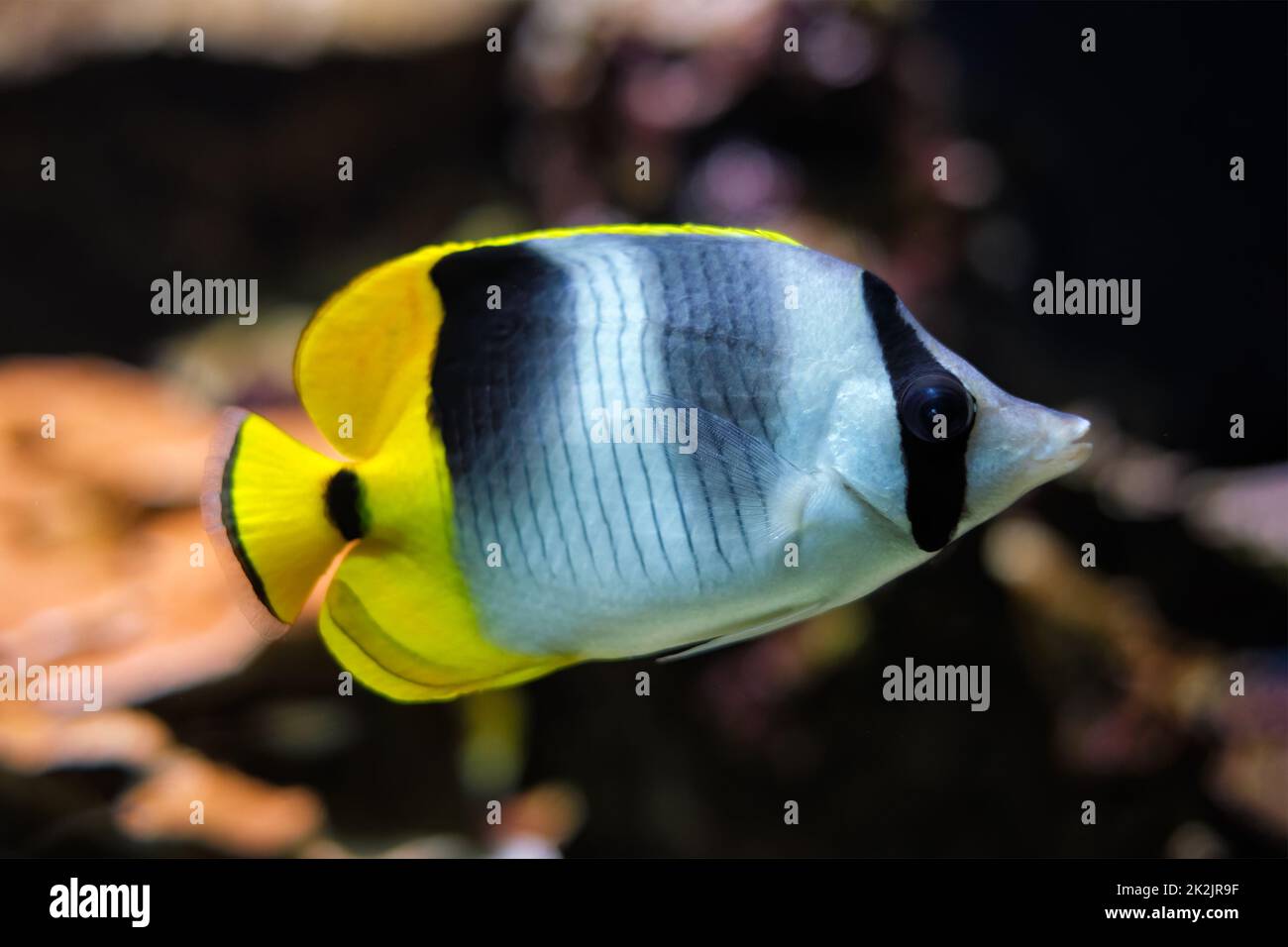 Pazifischer Falterfisch Chaetodon ulietensis fischt unter Wasser im Meer Stockfoto