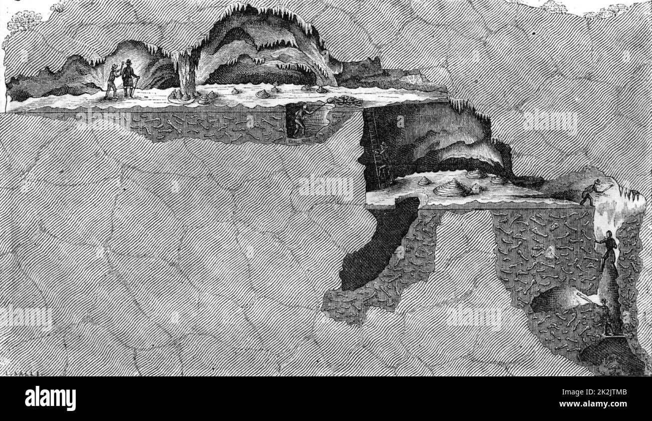 Abschnitt der Knochenhöhle in Gaylenreuth, Franken, Deutschland. William Buckland (1784-1856) englischer Geologe und Geistlicher, hielt die Überreste für Beweise der biblischen Sintflut. Aus dem Museum of Science and Art von Dionysius Lardner (London, 1855). Gravur. Geologie. Katastrophe. Paläontologie. Stockfoto