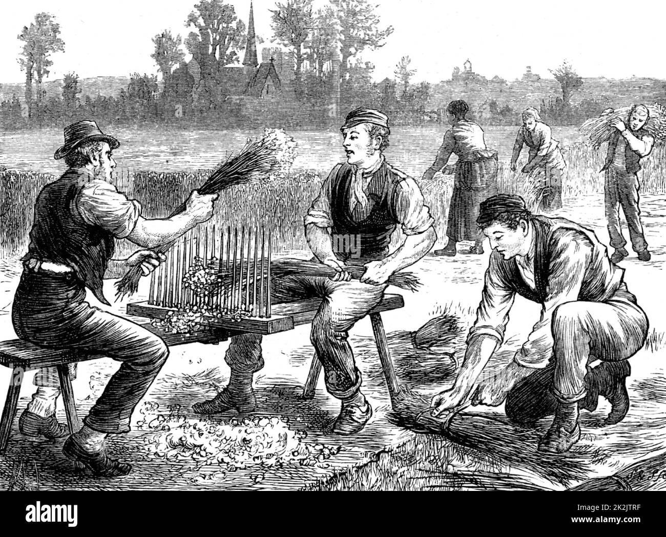 Streckende Flachs, um die Samen und Reste von Blütenköpfen zu entfernen. Im Hintergrund werden die Flachspflanzen gezogen (geerntet). Nach der Verarbeitung wurden die langen Fasern der Stammflachsfabrik (Linum) zu Leinen verarbeitet. Stich aus 'Great Industries of Great Britain' (London, c1880). Stockfoto