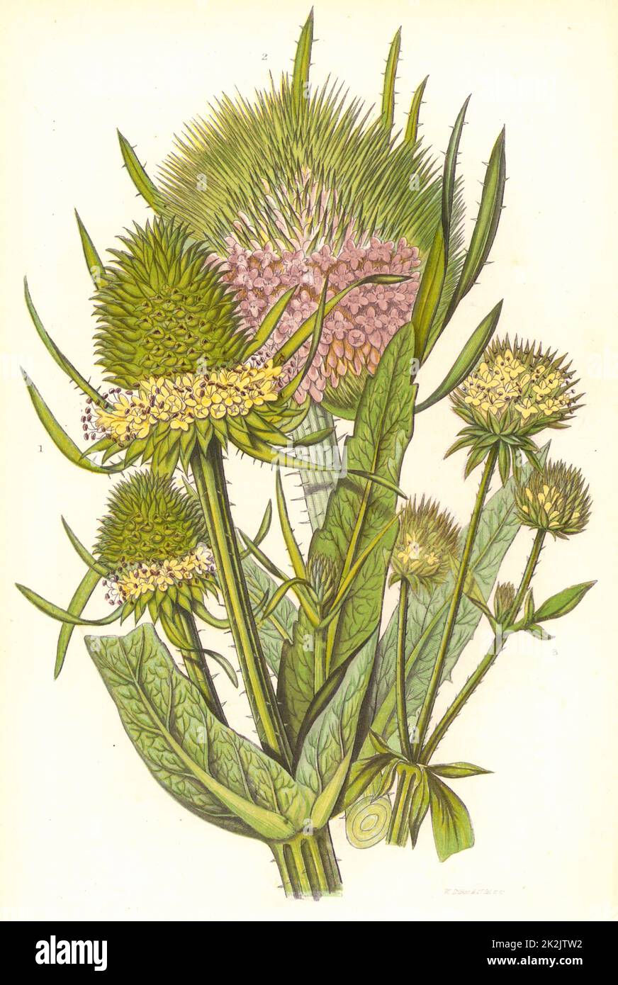 Teasle. Zentrum der wilden Teasel (Dipsacus sylvestris). Kleiner Teasel (D. pilosus) rechts. Fuller's Teasle (D. Sullonum) links, zeigt die angehogenen Stacheln auf dem Samenkopf, mit dem ein Nickerchen auf einem Wolltuch gemacht wurde. Aus „The Flowering Plants of Great Britain“ von Anne Pratt (London, c1900). Chromolithographie. Stockfoto