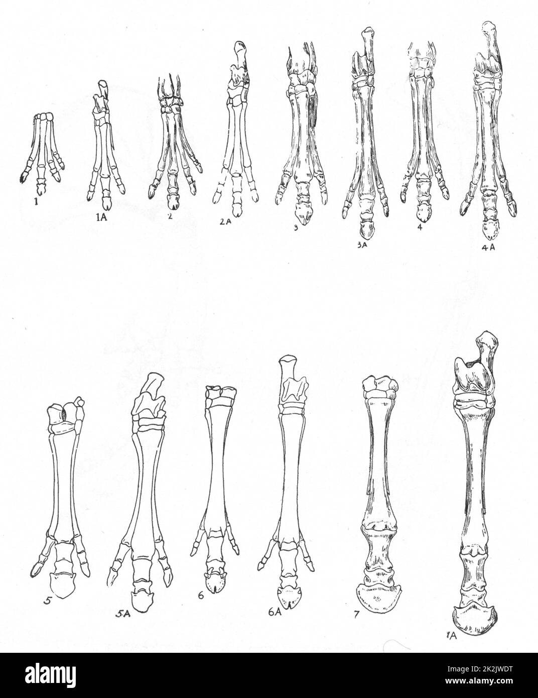 Entwicklung des Pferdes: Darstellung von 7 Entwicklungsstadien von Hinterhand und Vordergliedmaßen ab 1,1A Eohippus; 2,2A Orohippus; 3,3A Mesohippus; 4,4A Hypohippus; 5,5A Merychippus; 6,6A Hipparion; 7,7A modernes Pferd. Zehen verkürzen sich und verschwinden. Nach Marsch und Ruhe. Gravur c1920 Stockfoto