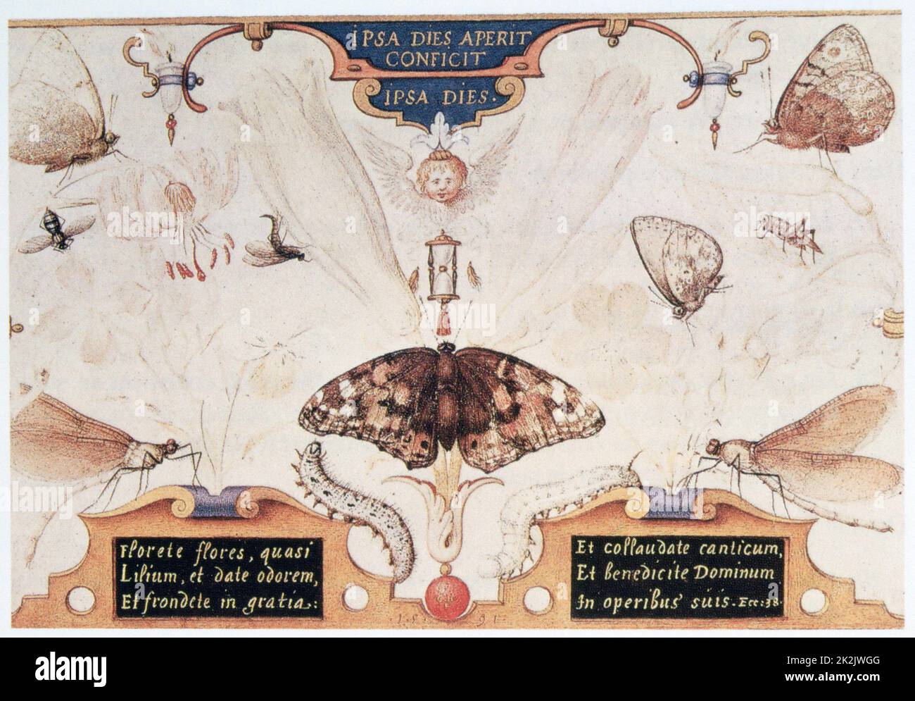 Joris Hoefnagel Flämische Schule Diptychon mit Blumen und Insekten 1591 Aquarell auf Pergament Privatsammlung Stockfoto