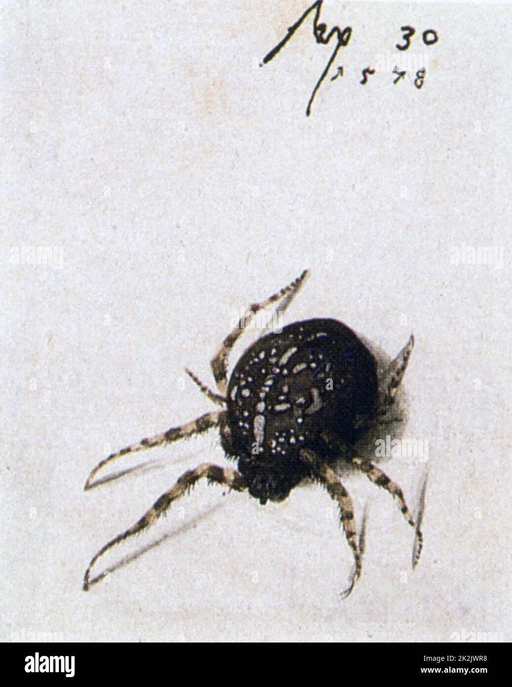 Joris Hoefnagel Flämische Schule Weibliche Spinne 16. Jahrhundert Aquarell Privatsammlung Stockfoto