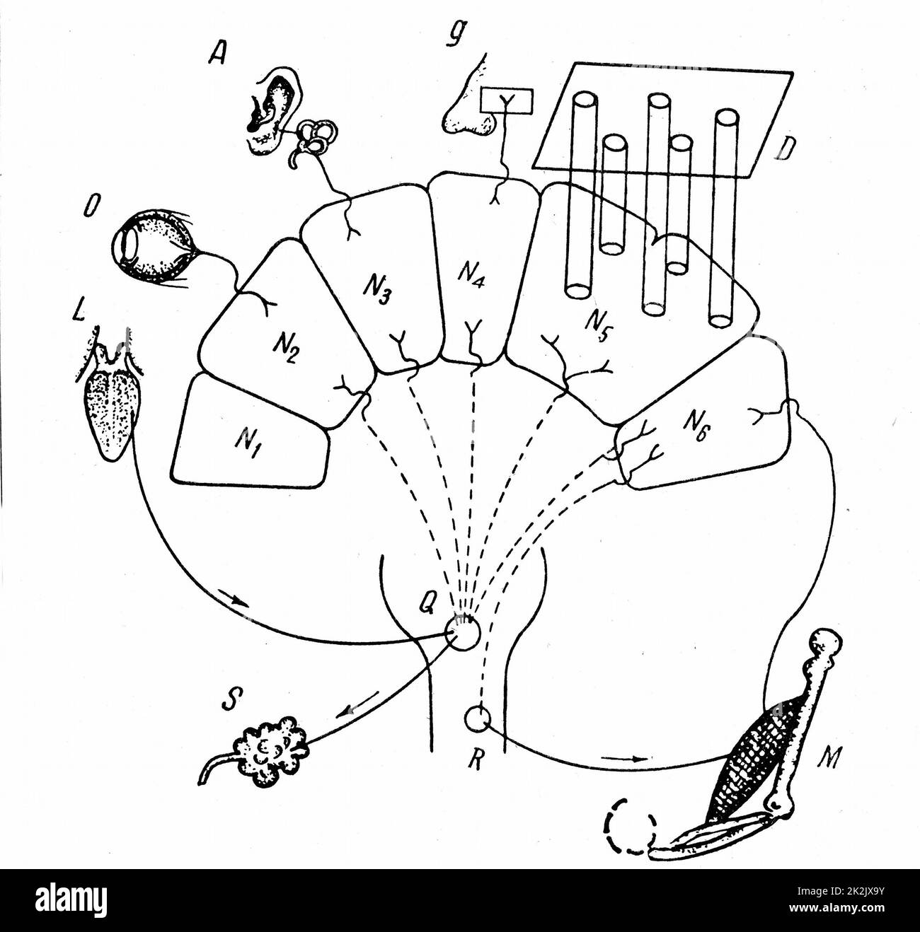 Diagramm von Pawlows Befunden über konditionierten Speichelreflex. D Berührungs- und Temperaturorgan; N 1-6-Analysatoren; S-Speicheldrüse; Q-Speichelsezernenzentrum in Medulla oblongata; M-Muskel; R-motorisches Zentrum im Rückenmark 1890 Stockfoto