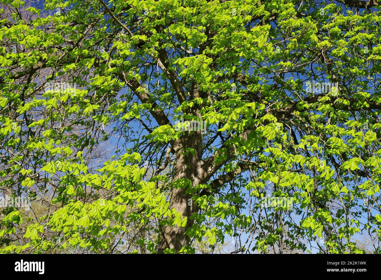 Frühling, Baumblüte, Ostwestfalen, Nordrhein-Westfalen, Deutschland, Westeuropa Stockfoto