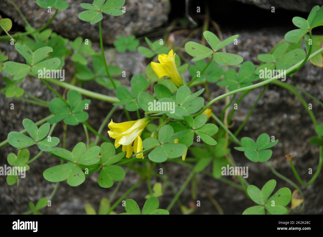 Ziegenfuß oxalis in Portugal l Stockfoto