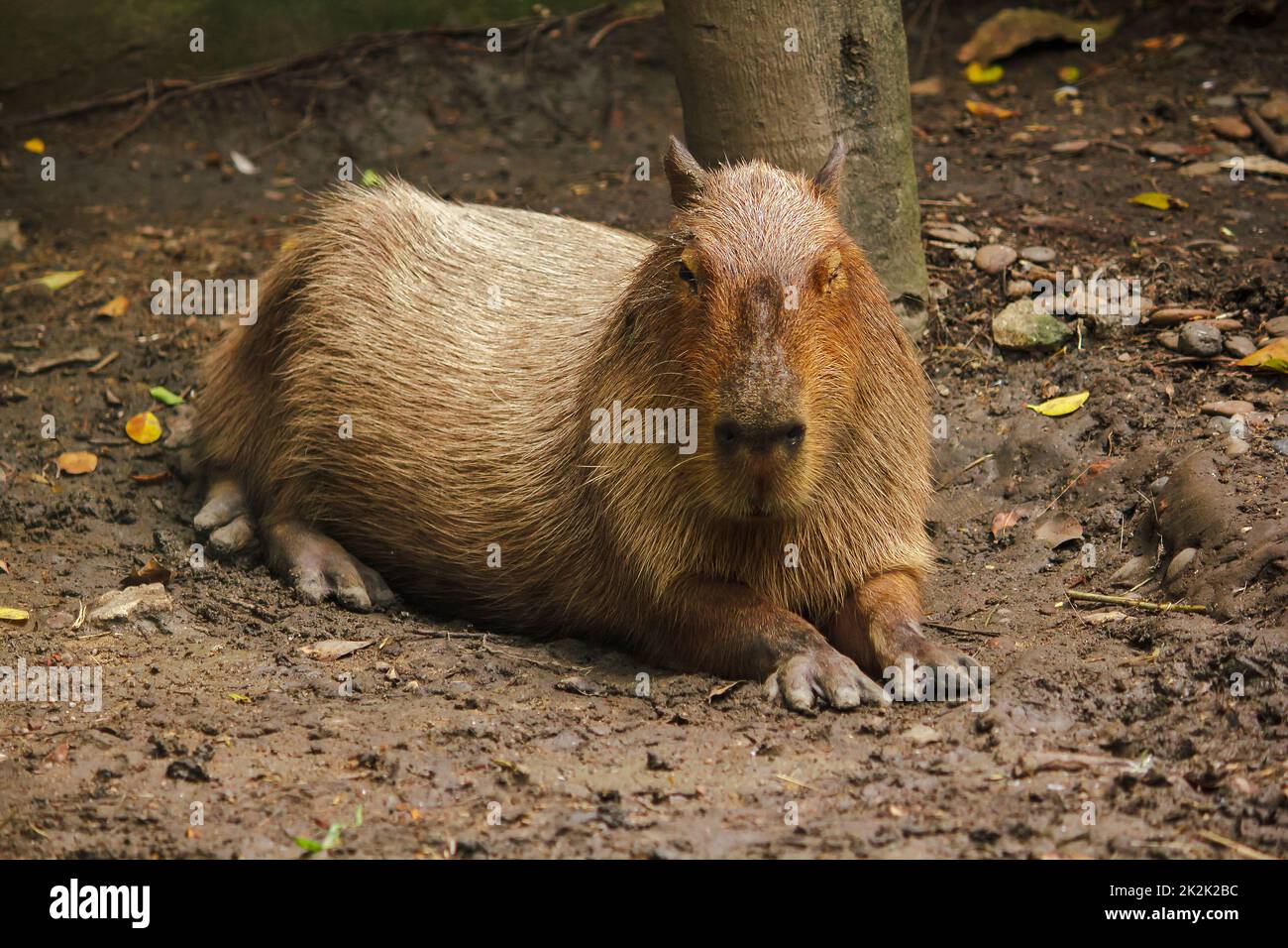 Mutierte Ratten Größte Ratte Der Welt www.alamy.de