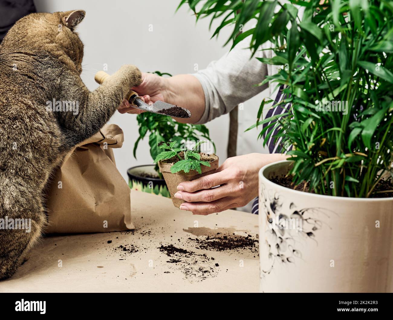 Eine Frau pflanzt zu Hause Pflanzen in einem Papierbecher, eine Erwachsene graue Katze sitzt neben ihr. Gemüse zu Hause anbauen Stockfoto