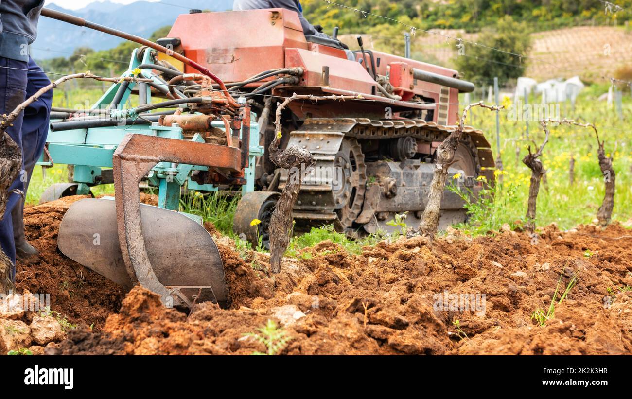 Pflügen des Weinguts mit dem Traktor. Landwirtschaft. Stockfoto