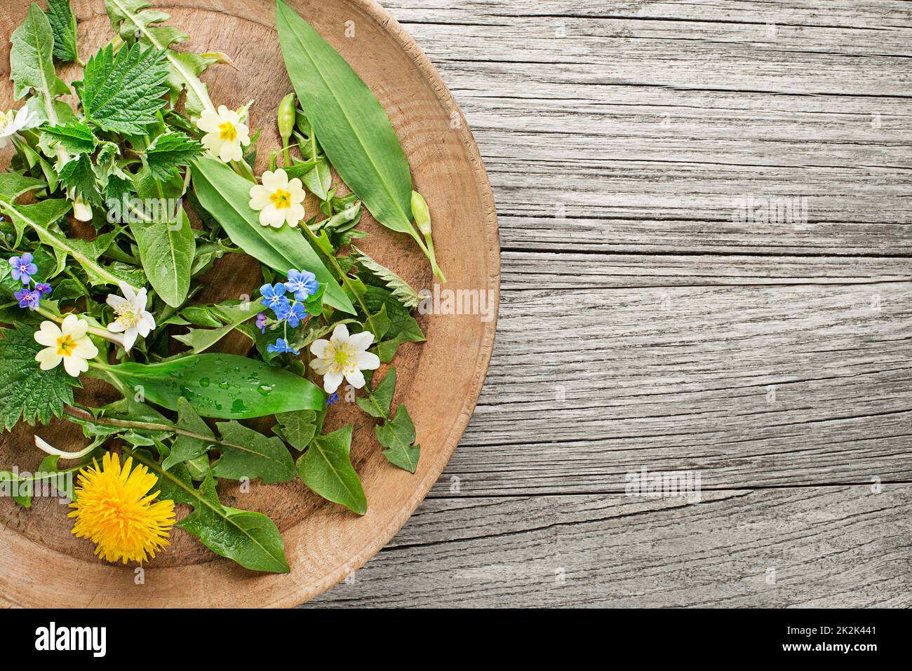 Frühlingspflanzenfutter Stockfoto