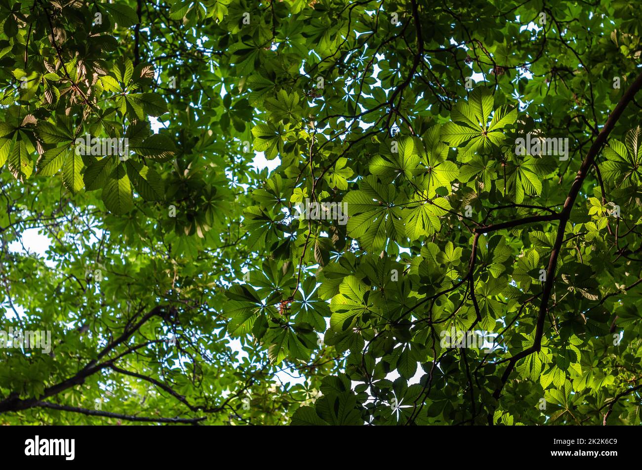 Hintergrund frischer grüner Blätter im Frühjahr Stockfoto