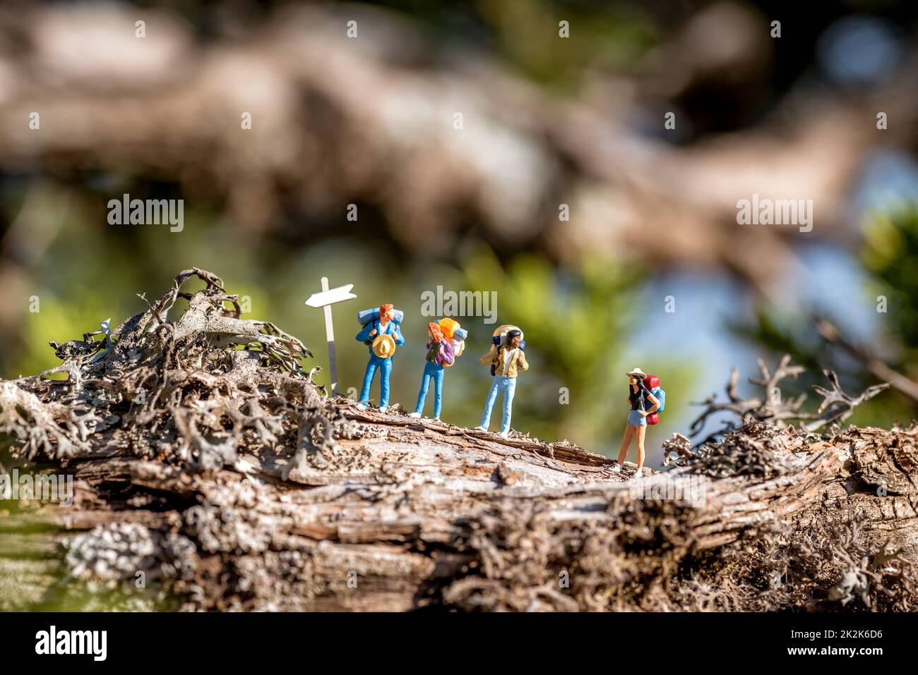 Eine Gruppe von Wanderfreunden mit Rucksäcken am Wegweiser in einem Wald Stockfoto