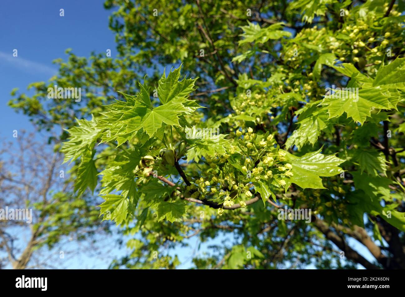 Spitz- Ahorn (Acer platanoides) BlÃ¼ten und junge BlÃ¤tter Stockfoto