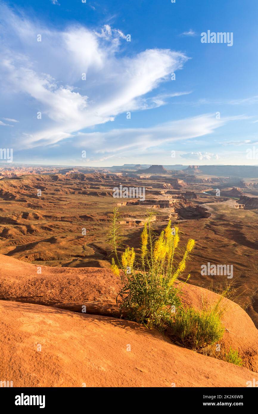 Prince's Plumes in Bloom am Rand der Insel im Himmel Mesa am Green River Overlook, Canyonlands NP, Utah. Stockfoto