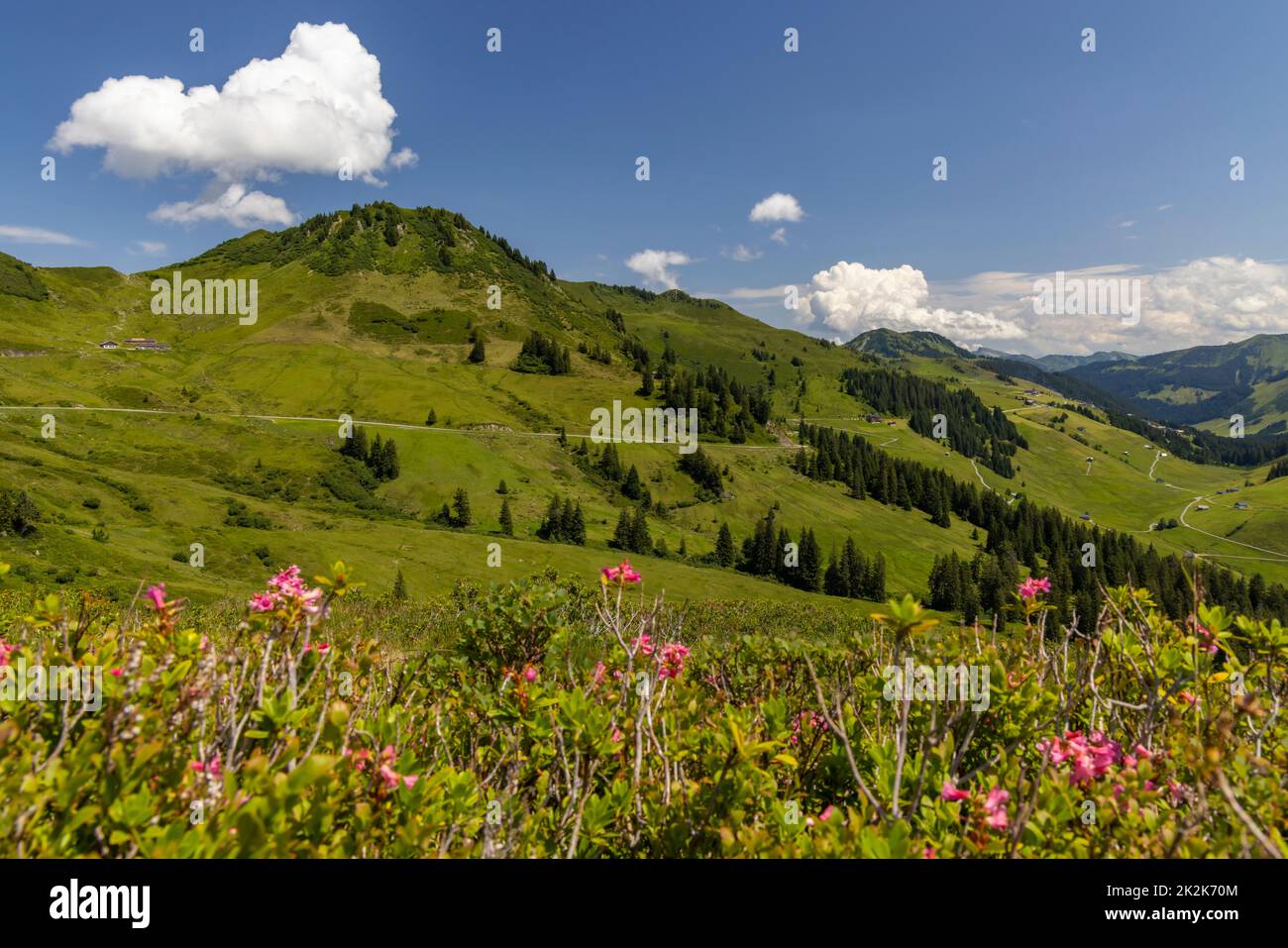 Typische Alpenlandschaft im Frühsommer bei Damuls, Vorarlberg, Österreich Stockfoto