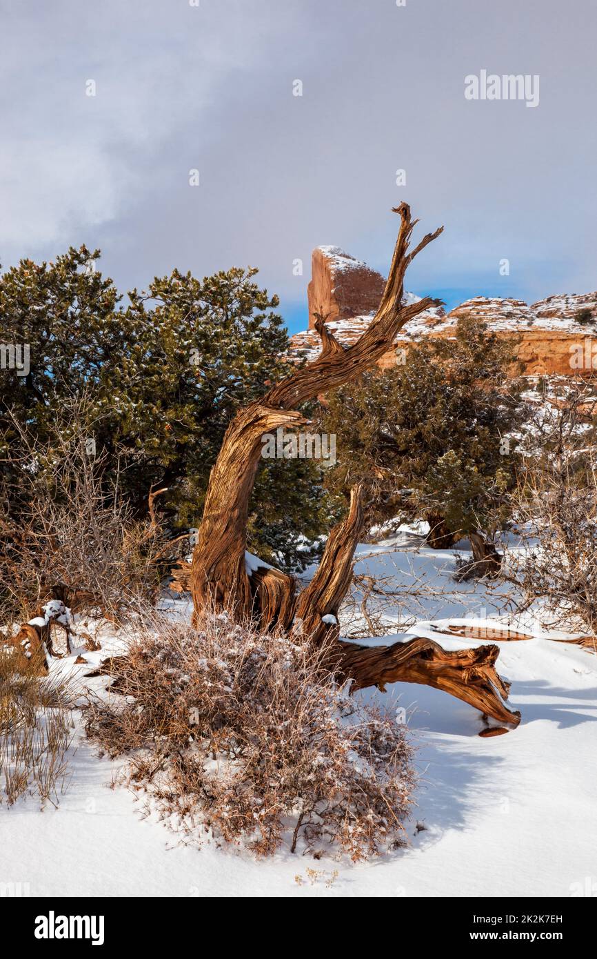 Toter Wacholderbaum mit Winterschnee und niedrigen Wolken am Green River Overlook im Canyonlands National Park, Utah. Stockfoto