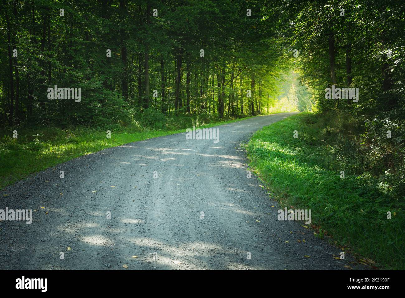 Eine Schotterstraße durch einen grünen Laubwald Stockfoto