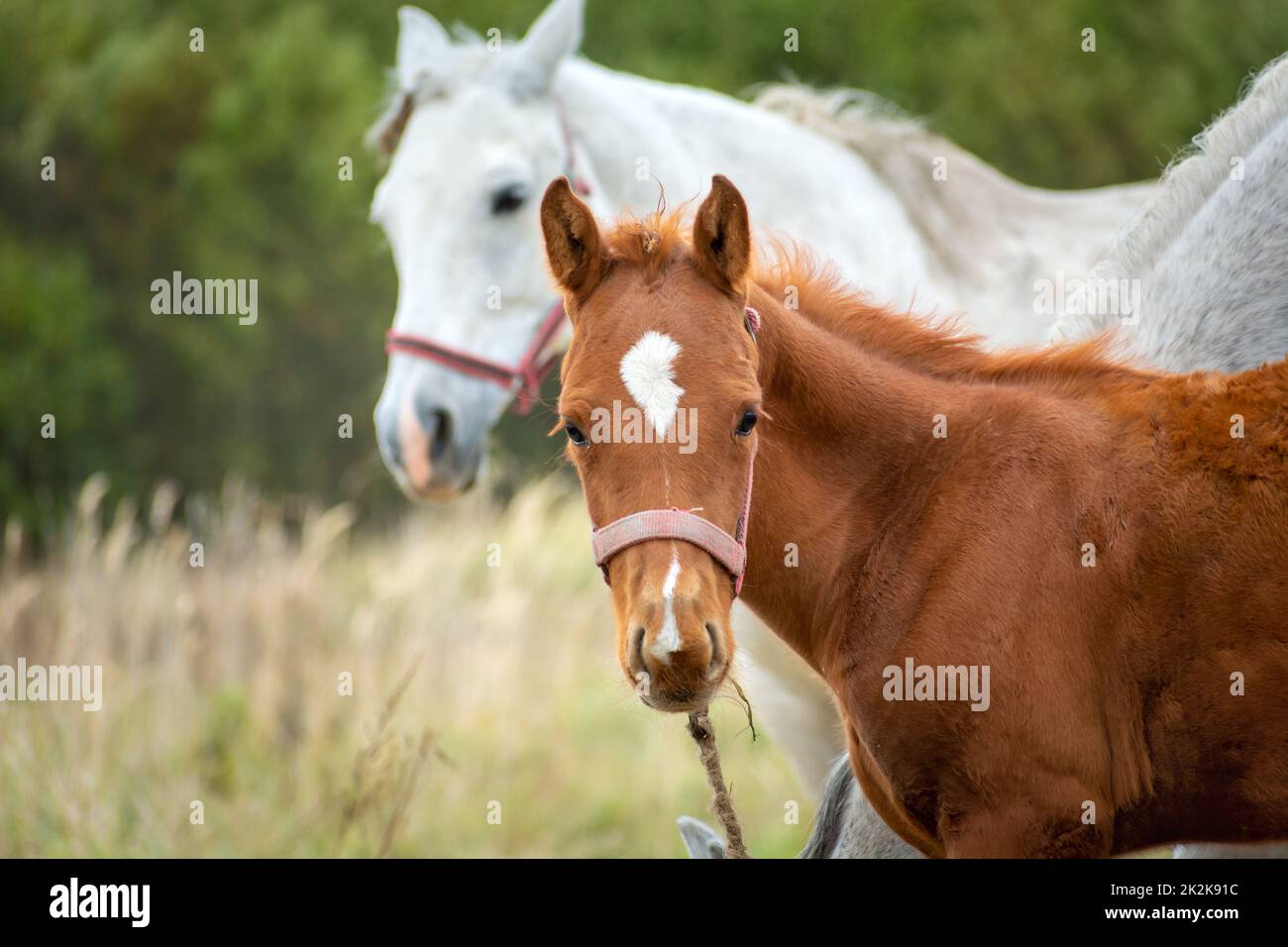 Ein brauner colt und ein weißes ausgewachsenes Pferd Stockfoto