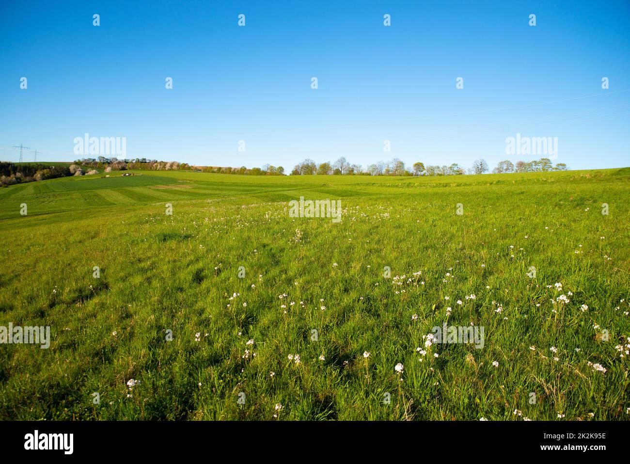 Grünes Ackerland, Wiese in der Frühjahr- und Sommersaison, Landschaft, Landwirtschaft in Deutschland Stockfoto