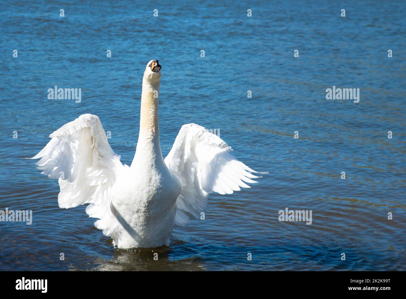 Weißer Schwan, der die Flügel flatternd, Mosel in Deutschland, Wasservögel, Tierwelt Stockfoto