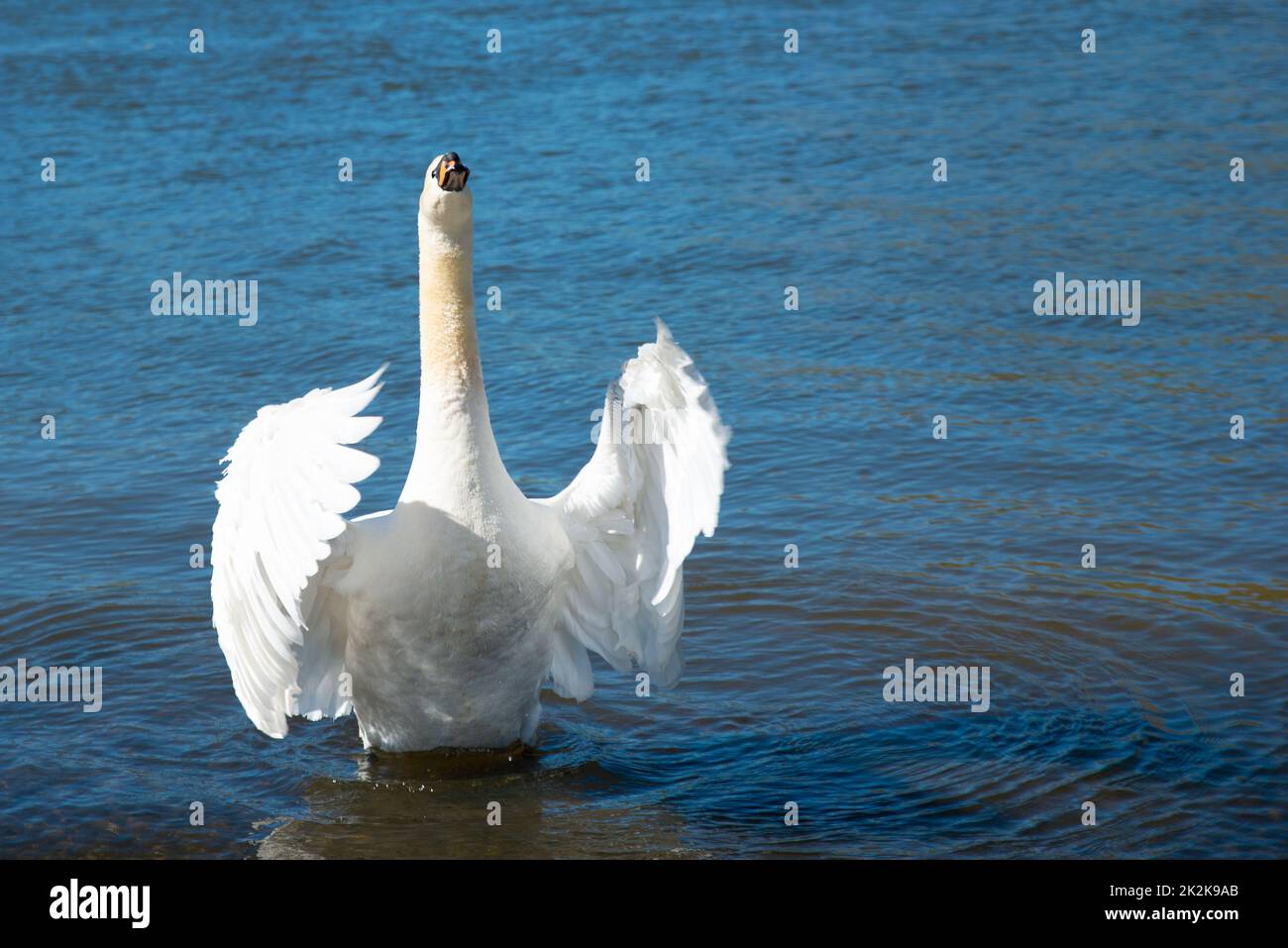Weißer Schwan, der die Flügel flatternd, Mosel in Deutschland, Wasservögel, Tierwelt Stockfoto