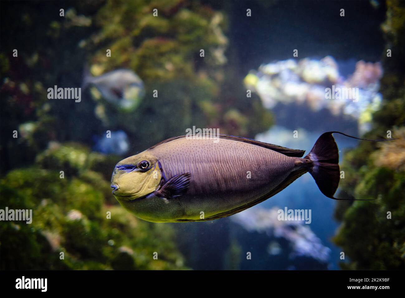 Naso vlamingii Fische unter Wasser im Meer Stockfoto