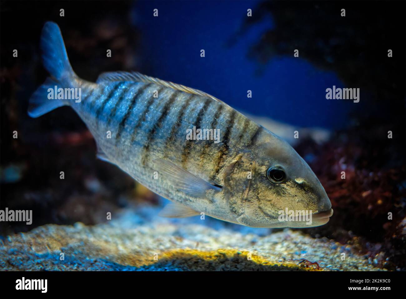 Sandsteenbras Lithognathus mormyrus fischen unter Wasser im Meer Stockfoto