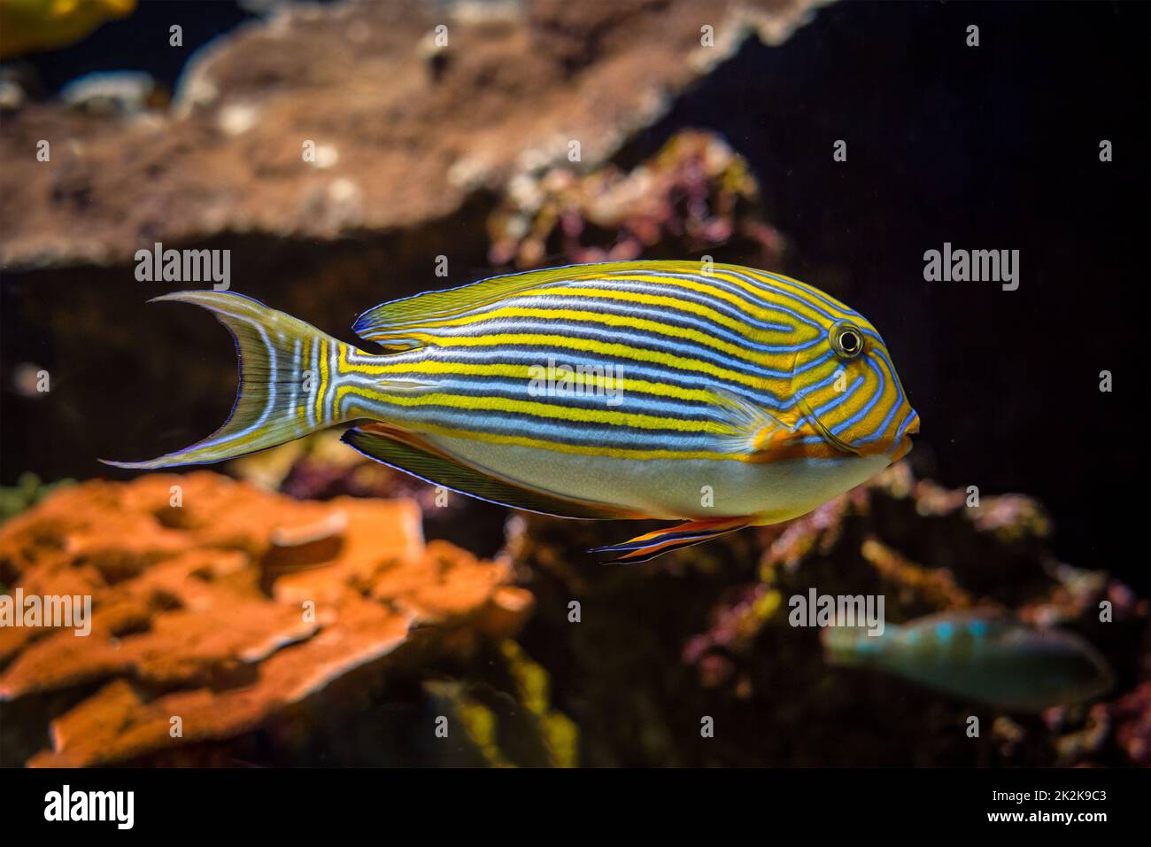 Gesäumte Surgeonfish Acanthurus lineatus Fische unter Wasser im Meer Stockfoto