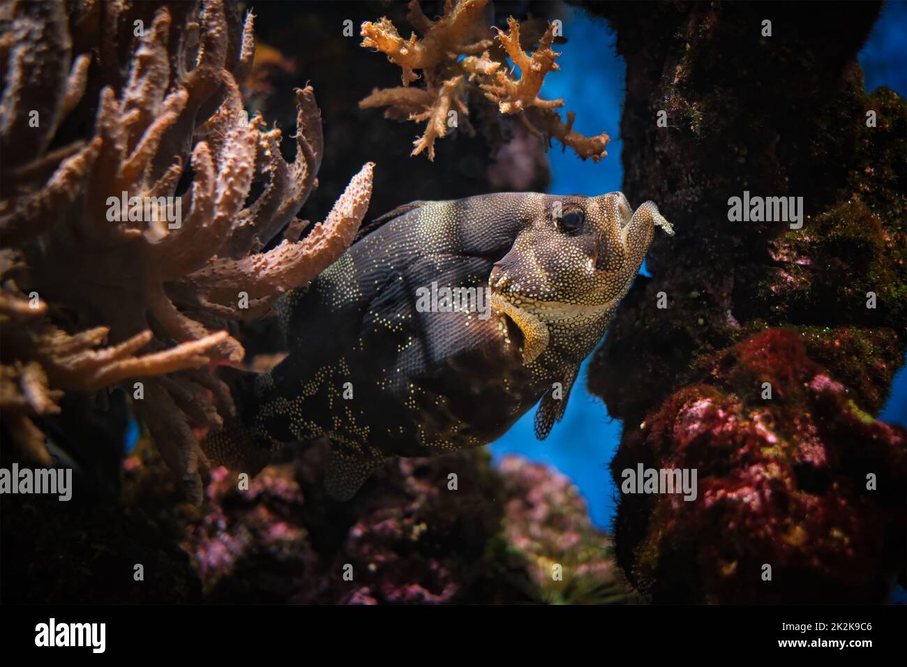 Spotted Speckfisch Pogonoperca punctata Fisch unter Wasser im Meer Stockfoto