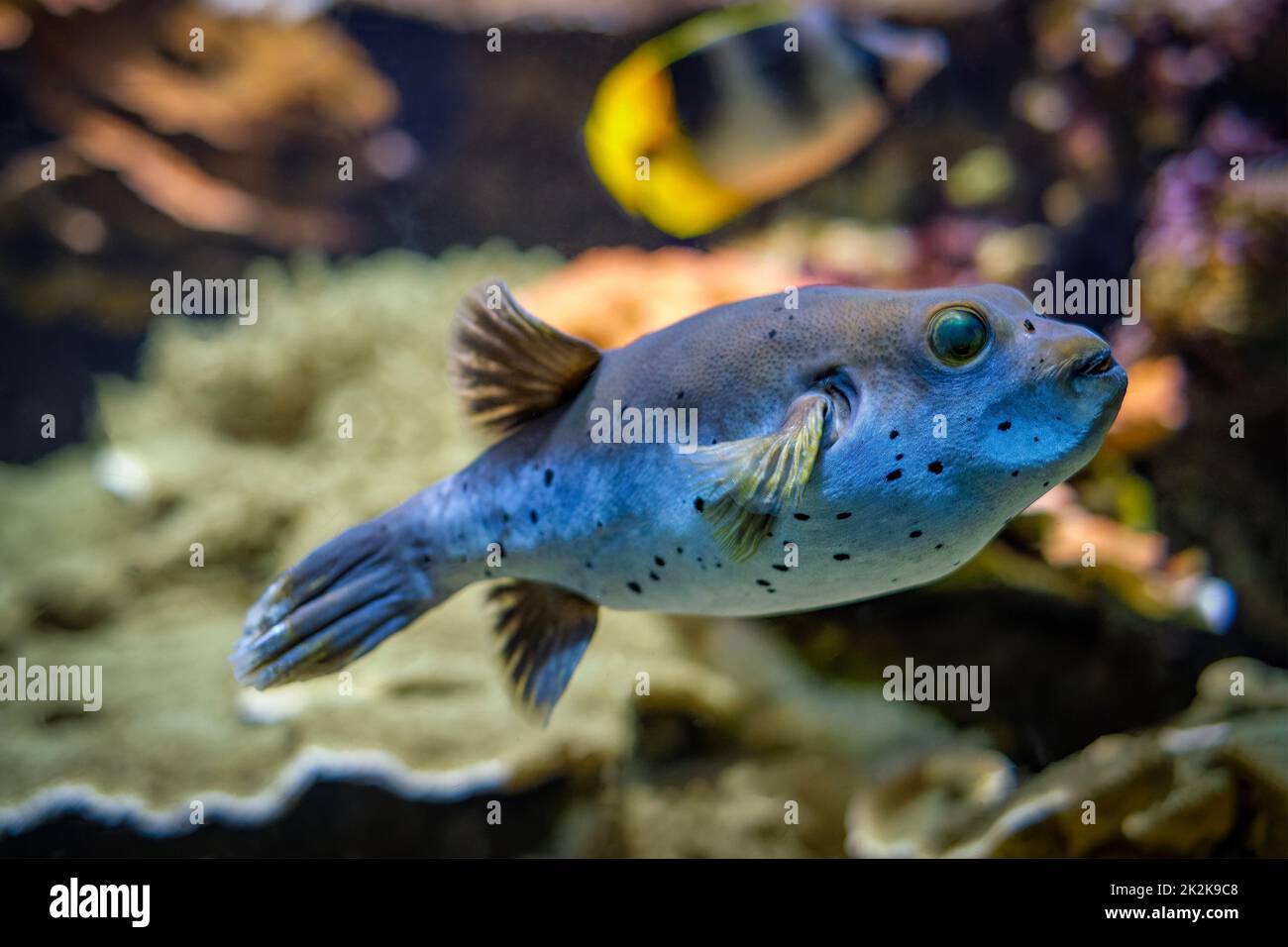 Schwarzfleckiger Kugelfisch Arothron nigropunctatus fischt unter Wasser im Meer Stockfoto