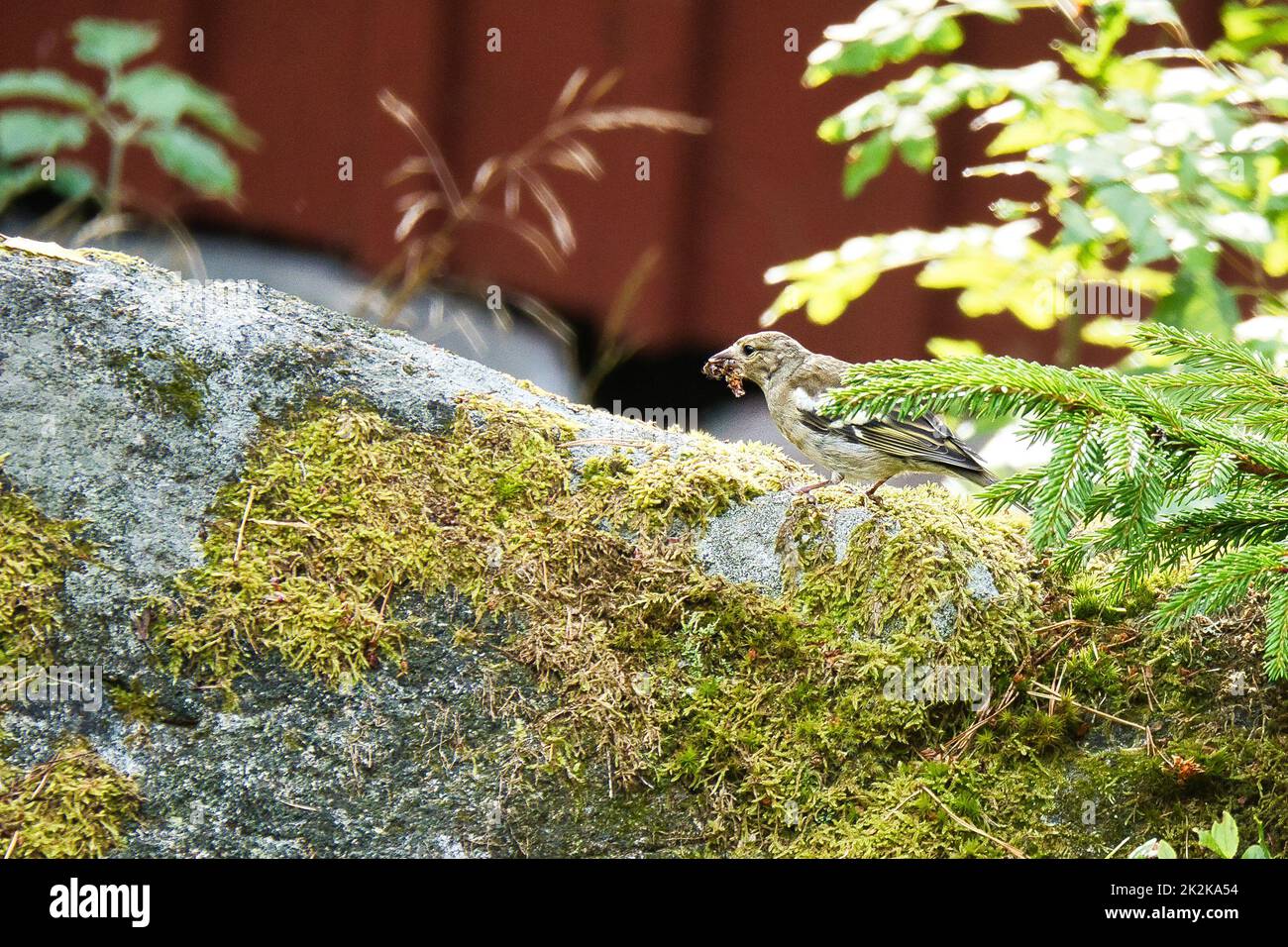 Buchfink juvenile auf einem Stein mit einer Raupe im Schnabel. Braunes, graues, grünes Gefieder. Kleiner singvögel in der Natur. Tierfoto eines kleinen Vogels Stockfoto