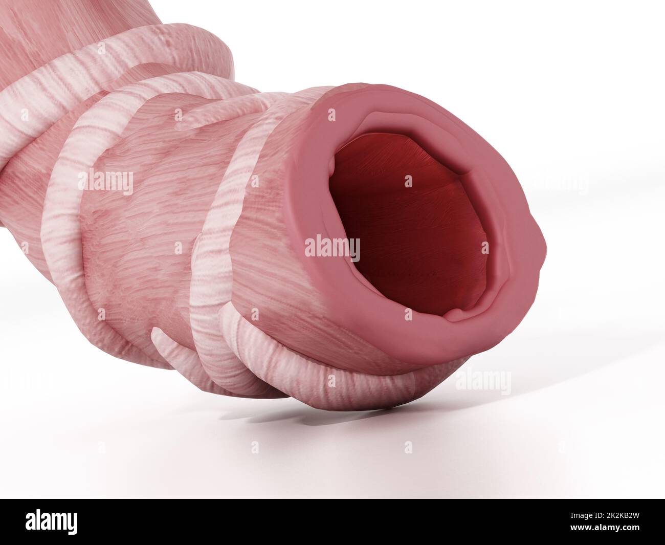 Gesunder Bronchialschlauch mit unbehinderter Atemwege. 3D Abbildung Stockfoto