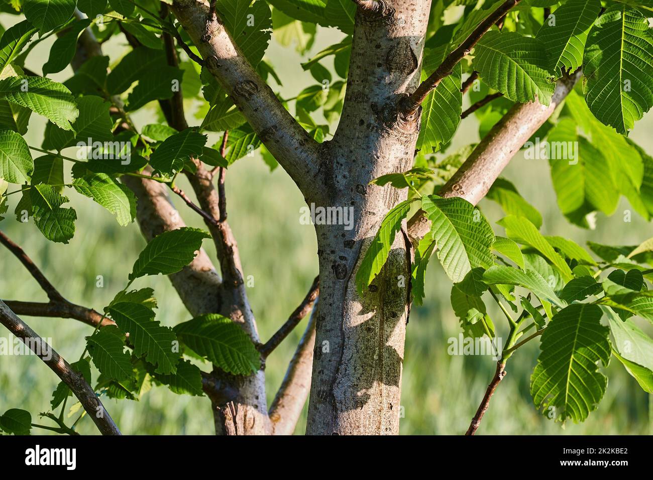 Sommer Grüne Blätter eines Baumes Stockfoto