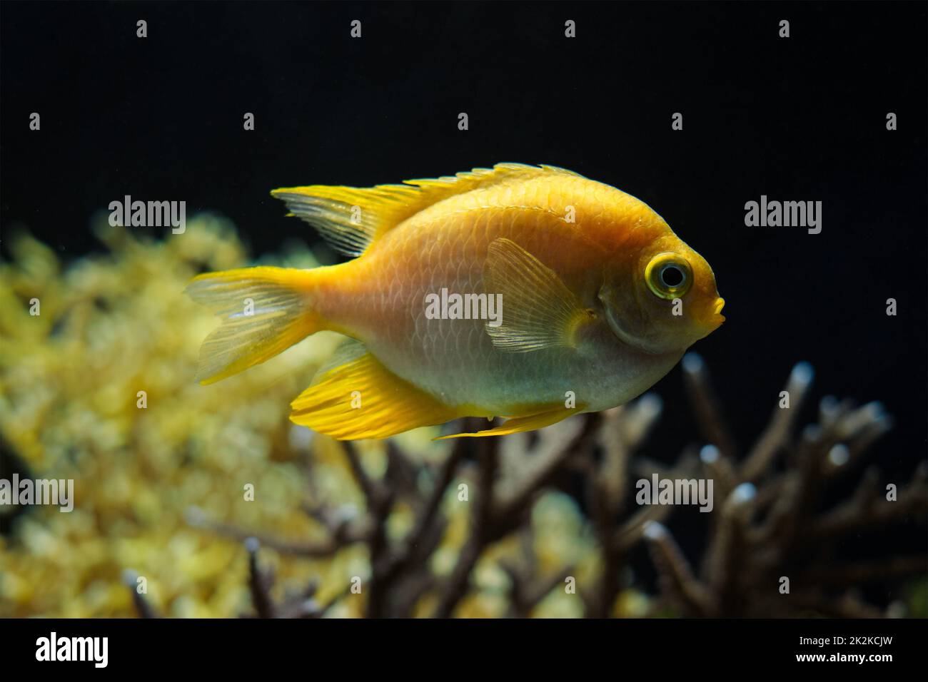 Goldener, selbstsüchtiger Fisch unter Wasser im Meer Stockfoto