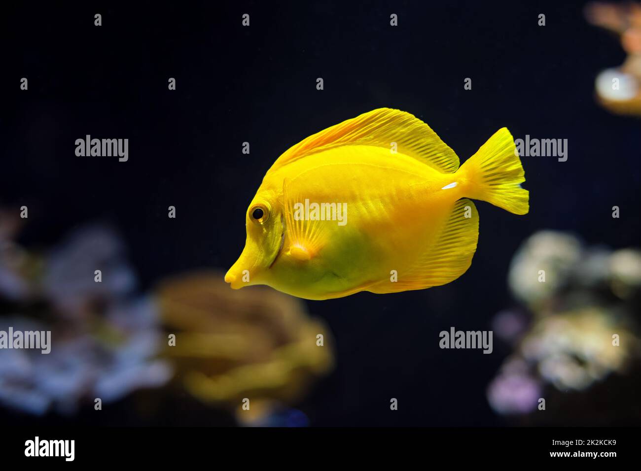 Yellow tang Zebrasoma flavescens Fische unter Wasser im Meer Stockfoto