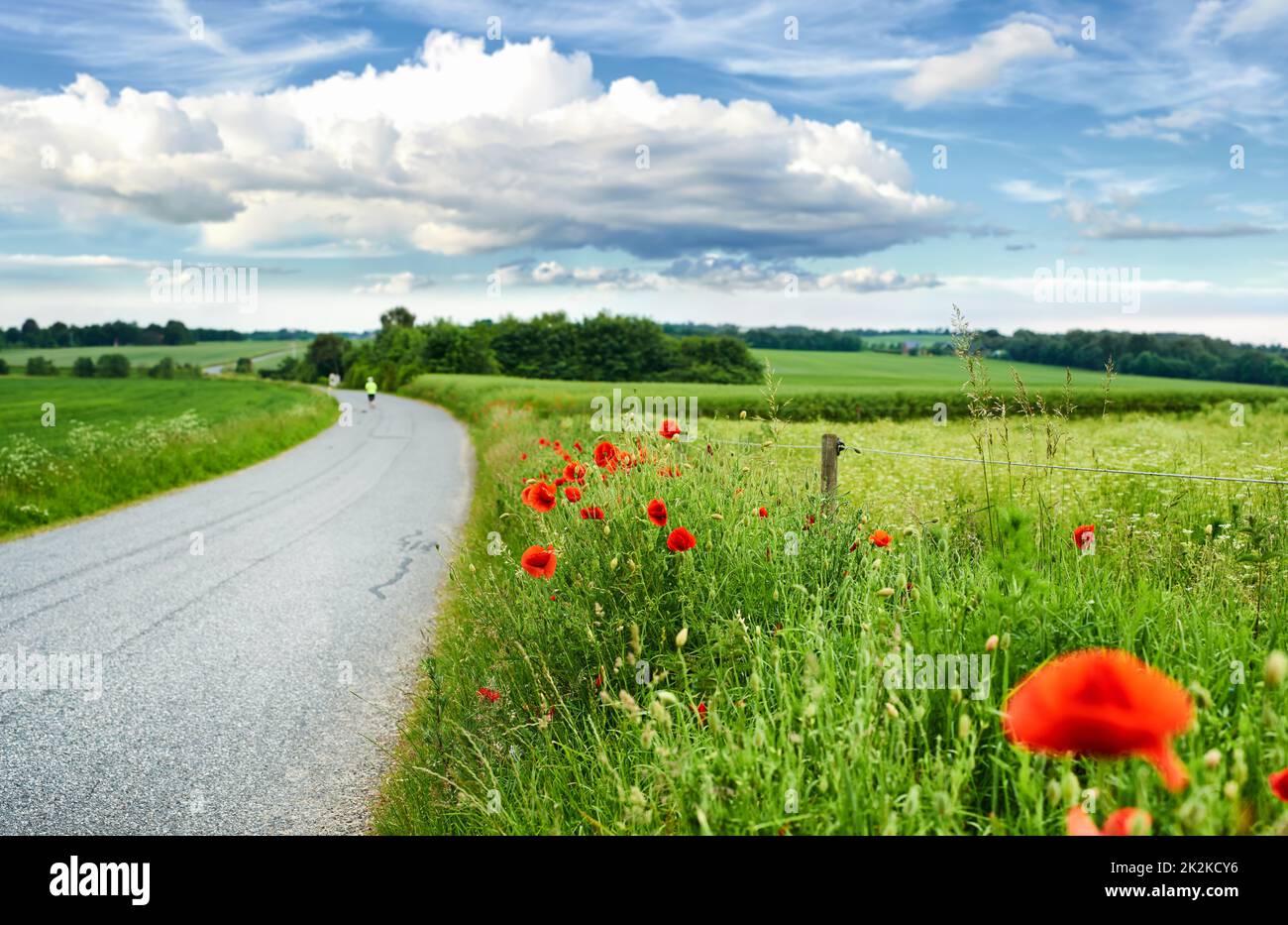 Mohnblumen auf dem Land -Dänemark. Leuchtende rote Mohnblumen auf dem Land - Jütland, Dänemark. Stockfoto