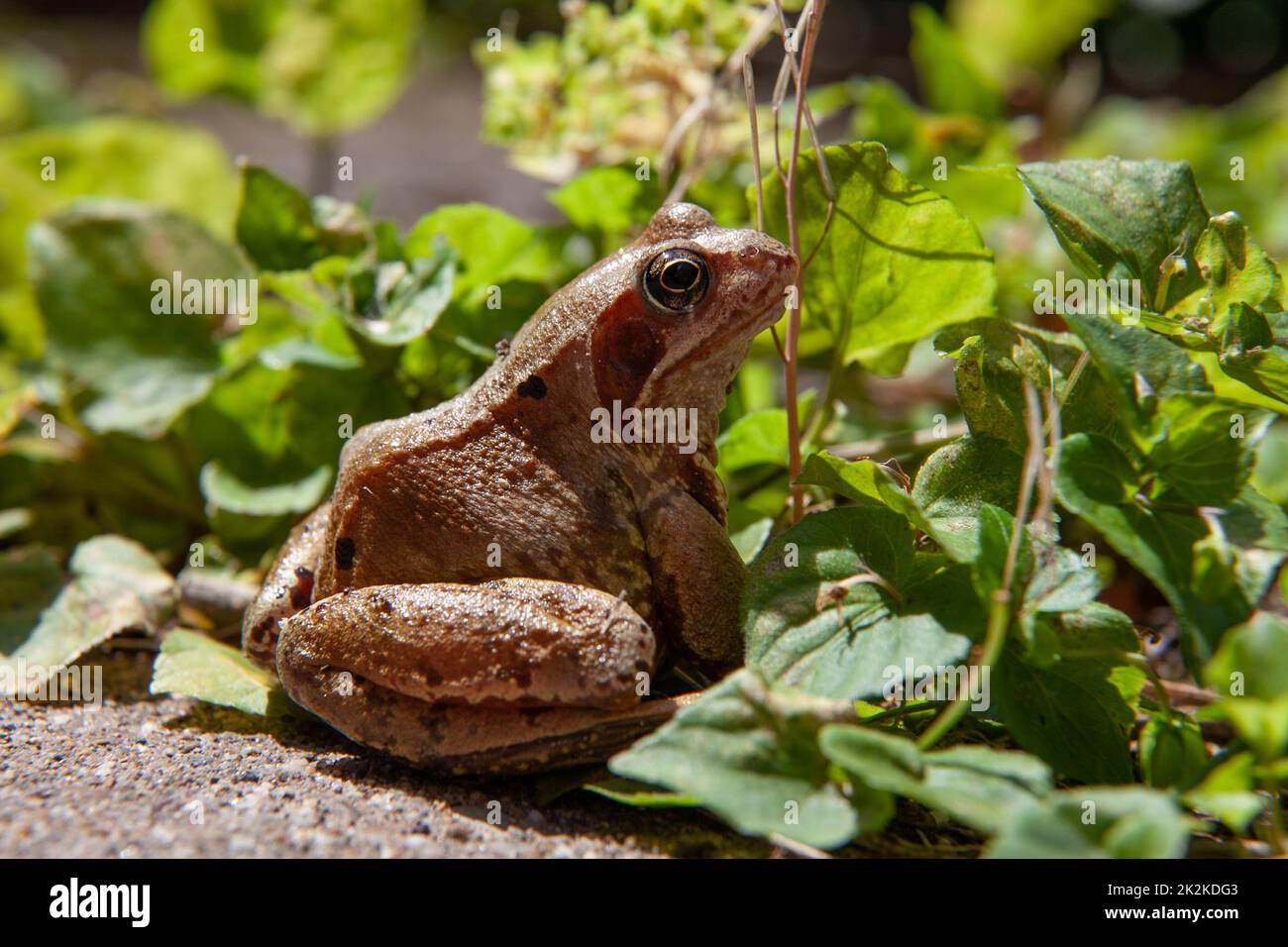 Ein gemeiner Frosch sitzt stolz in der Sommersonne auf dem Hof eines englischen Gartens. Natürliches Laub bildet die perfekte Kulisse, um seine Schönheit zu bewundern. Stockfoto