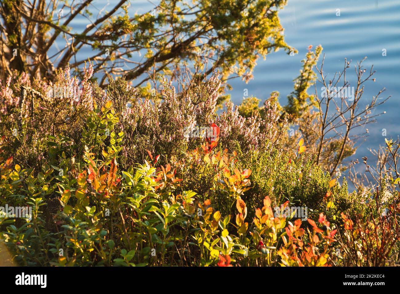 An einem See in Schweden, mit Heidelbeersträuchern im Vordergrund. Im Hintergrund Wälder und blauer Himmel. Natur aus dem Norden aufgenommen Stockfoto