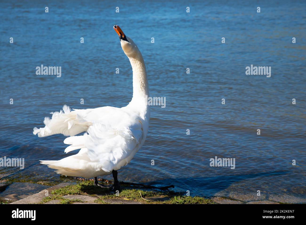 Weißer Schwan, der die Flügel flatternd, Mosel in Deutschland, Wasservögel, Tierwelt Stockfoto