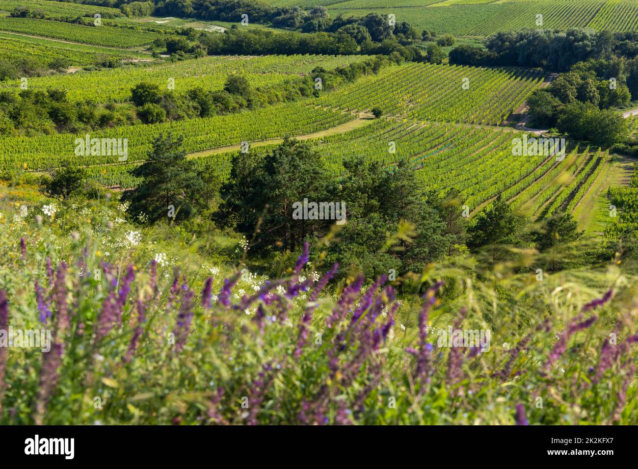 Weinberg in der Nähe von Velke Bilovice, Südmähren, Tschechische Republik Stockfoto