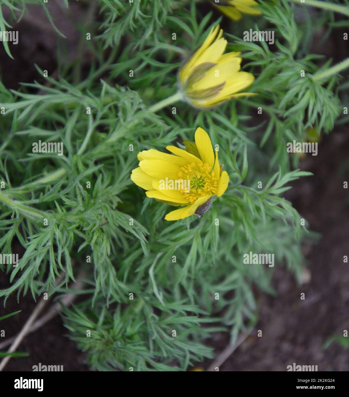 Die gelbe Adonis-Frühlingsblume oder Goritsvet (Lat. Adonis vernalis) Stockfoto