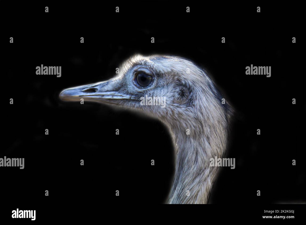 Porträt eines Nandu, der Nandu ist ein großer, flugloser Vogel. Stockfoto