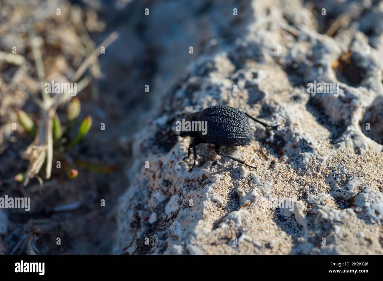 Ein dicker, runder, schwarzer Käfer im Sand. Nahaufnahme eines kleinen Käfers. Stockfoto