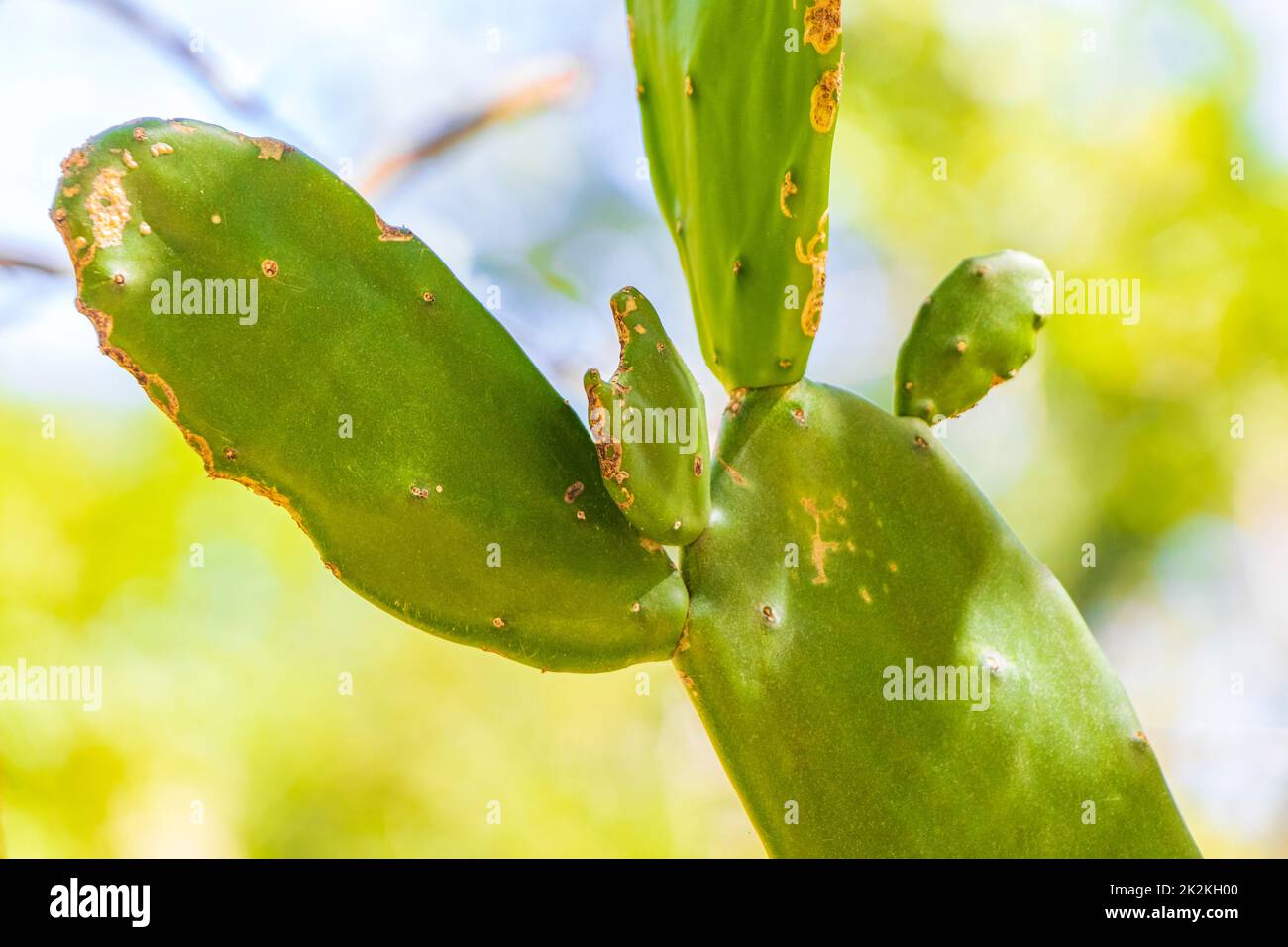 Tropische Kakteen Kakteen Pflanzen natürlicher Dschungel Puerto Aventuras Mexiko. Stockfoto