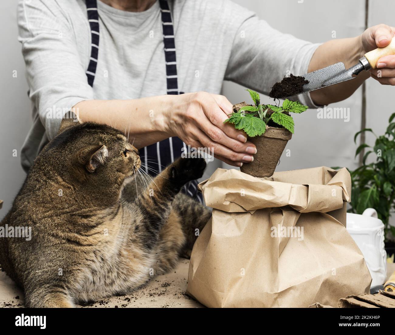 Die Frau pflanzt Pflanzen in Plastikbechern auf dem Tisch, neben einer erwachsenen grauen Katze liegt. Hausaufgaben beim Sprossenanbau. Stockfoto