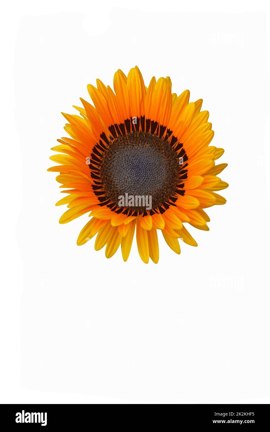 Nahaufnahme der Monarch-der-Veld-Blume Stockfoto